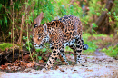 Jaguar Walking In the Jungle