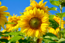 Beautiful Sunflower against the Blue Sky