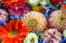 Gerbera, Carnation, Dahlia and Delphinium