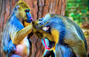 Mandrills Grooming