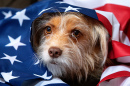 Cute Mixed-Breed Dog