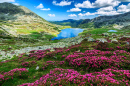 Retezat National Park, Carpathians, Romania