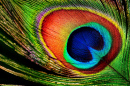 Peacock Feather Close-Up