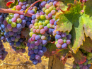Grapes in Paso Robles on a Sunny Day