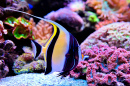 Moorish Idol in an Aquarium