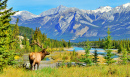 Elk in Jasper National Park, Alberta, Canada
