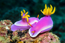 Colorful Nudibranch Hypselodoris Apolegma