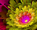 Colorful Fractal Flower