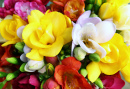 Beautiful Spring Freesia Flowers