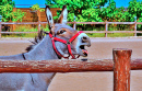 Portrait of a Donkey by a Farm Fence
