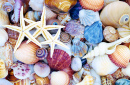 Starfish against a Background of Shells