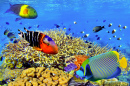 Coral Reefs and Exotic Fish