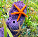 Starfish on a Purple Tube Sponge, Caribbean Sea