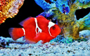 Maroon Clownfish in a Marine Aquarium