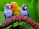 Colorful Lovebirds on an Anthurium Plant Spike