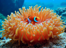 A Clownfish Resting Inside a Colorful Sea Anemone