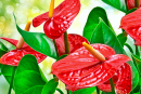Red Anthurium Flower Close-Up