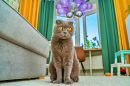 Curious Cat in a Colorful Room