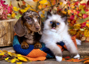 Dapple Dachshund Puppy and a Fluffy Kitten