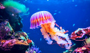 Light Violet Jellyfish