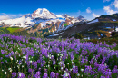 View of a Spring Meadow and Snow-Capped Mountains
