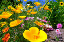 Summerdream