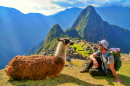 Tourist and Llama, Machu Picchu, Peru