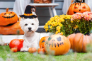 Funny West Highland White Terrier