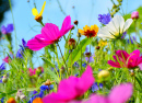 Cosmos Flowers against the Blue Sky