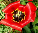 Tulip