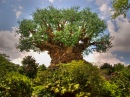 Tree of Life at Animal Kingdom