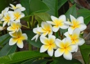 Plumeria Alba