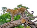 Leopard on Tree Stump