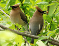 Cedar Waxwing