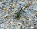 Green Dragonfly