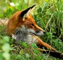 British Wildlife Centre