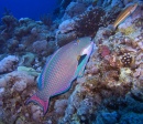 Bicolour Parrotfish