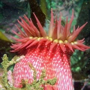 Fish-eating Anemone