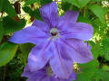 Clematis