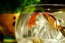 Aquarium