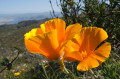 California Poppy