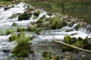 Roaring River Beauty