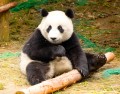 Giant Panda